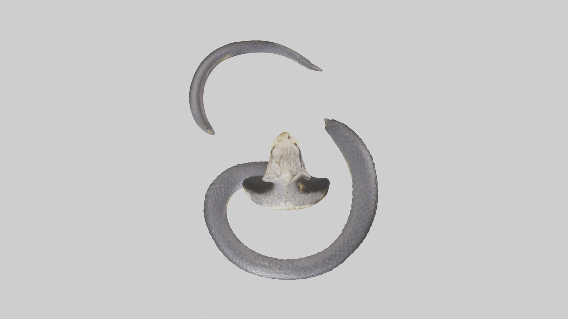 Indian Cobra rearing model Low-poly 3D model_14