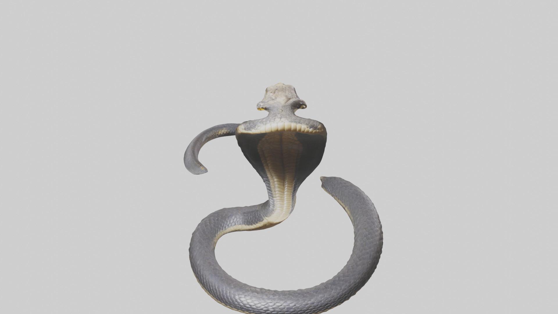 Indian Cobra rearing model Low-poly 3D model_16