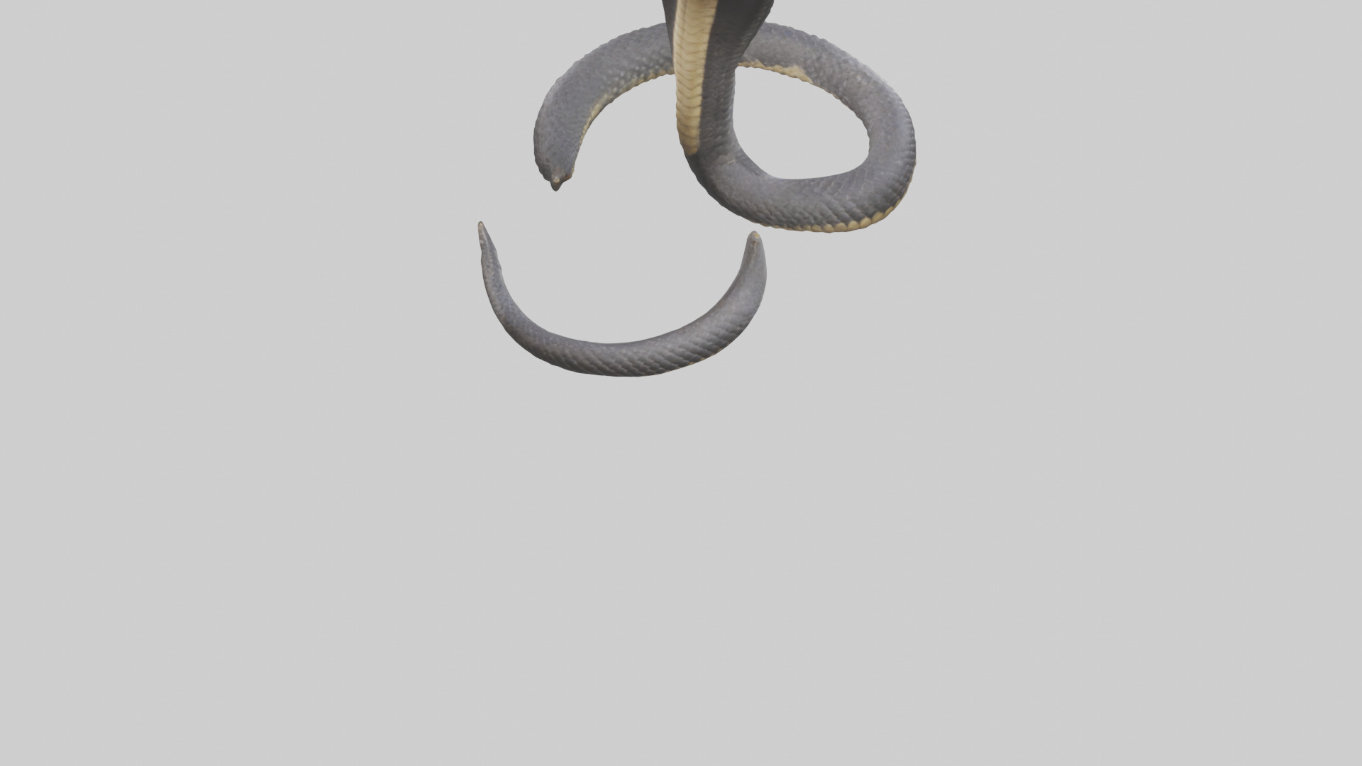 Indian Cobra rearing model Low-poly 3D model_4