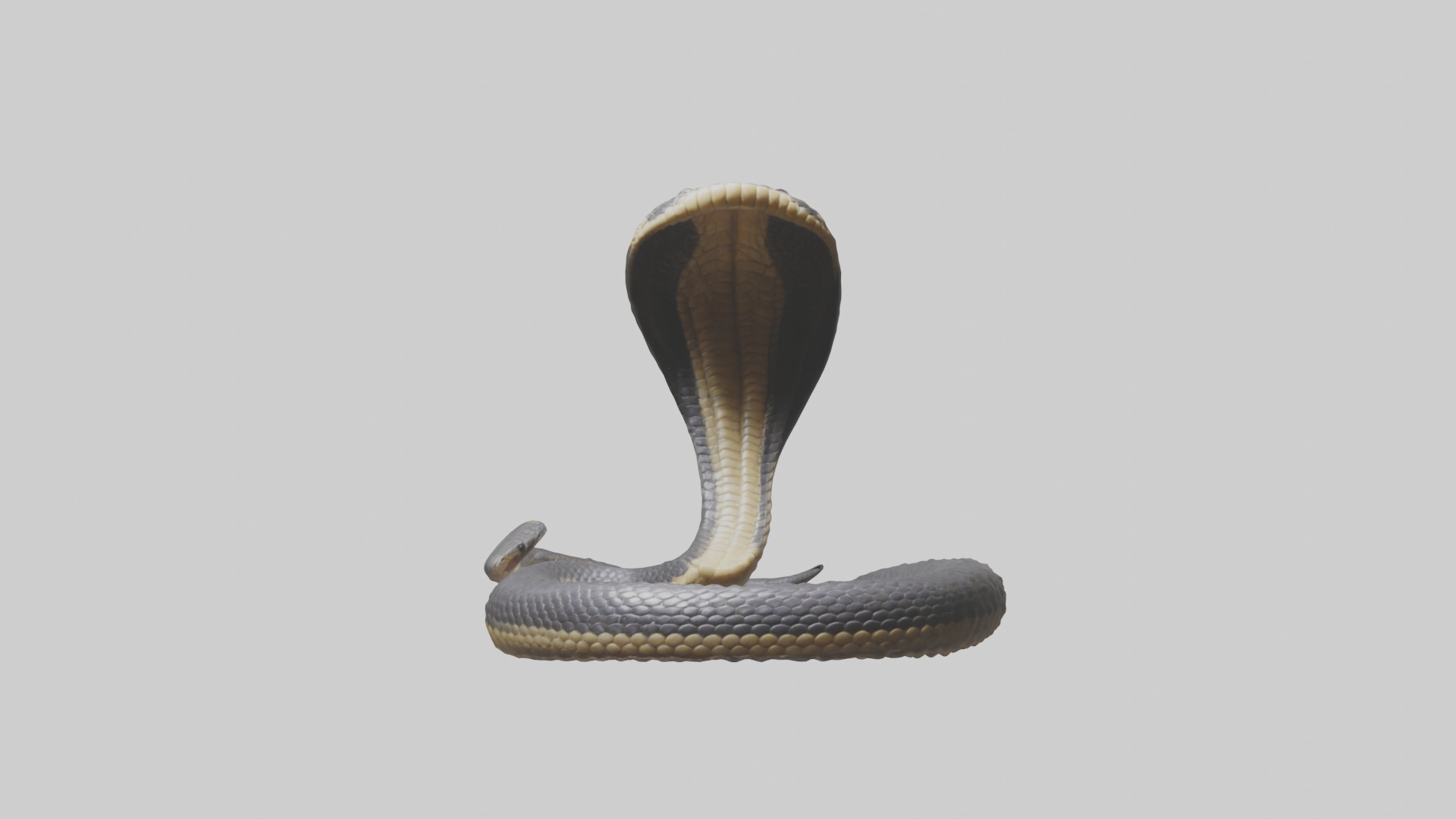 Indian Cobra rearing model Low-poly 3D model_9