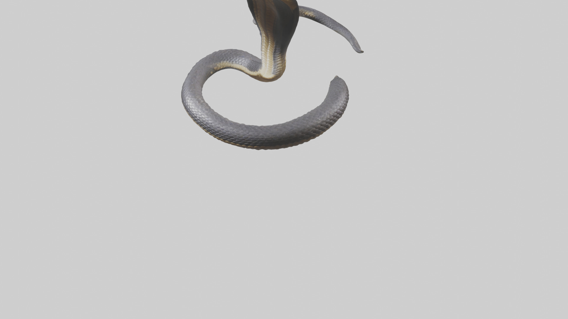 Indian Cobra rearing model Low-poly 3D model_5
