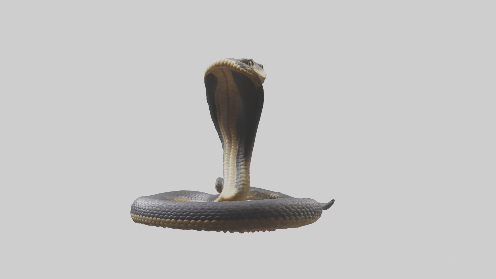 Indian Cobra rearing model Low-poly 3D model_10