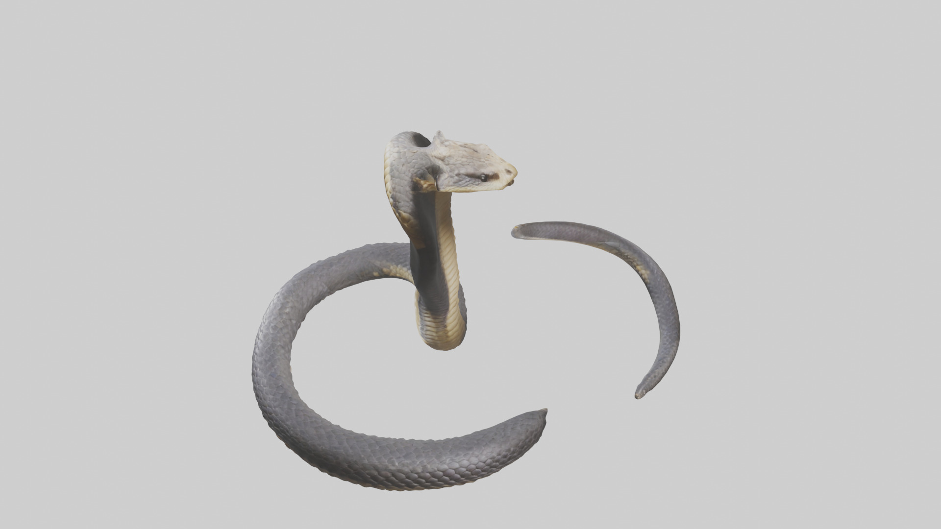 Indian Cobra rearing model Low-poly 3D model_17