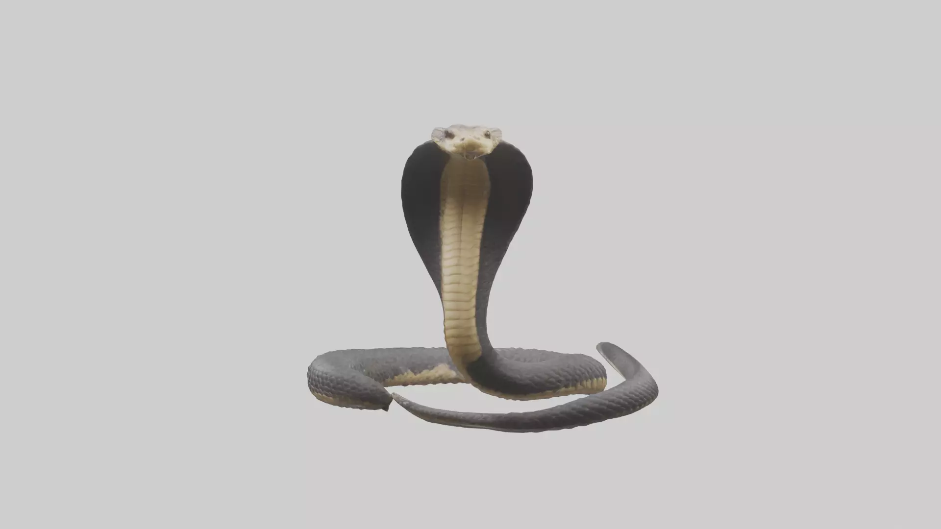Indian Cobra rearing model Low-poly 3D model_0