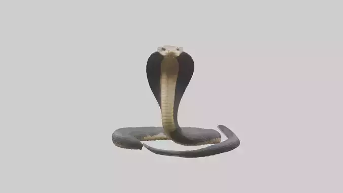 Indian Cobra rearing model