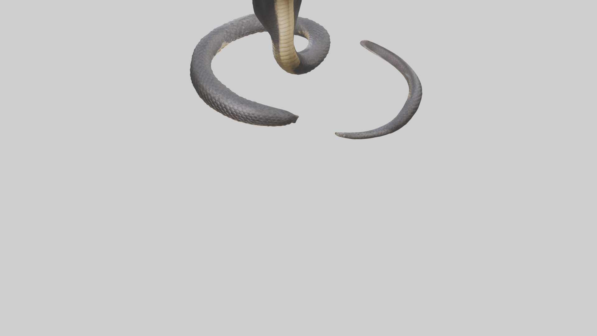 Indian Cobra rearing model Low-poly 3D model_3