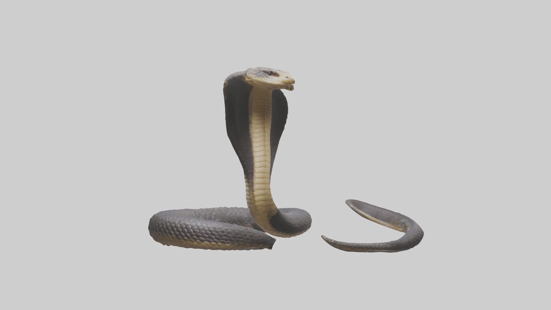 Indian Cobra rearing model Low-poly 3D model_1