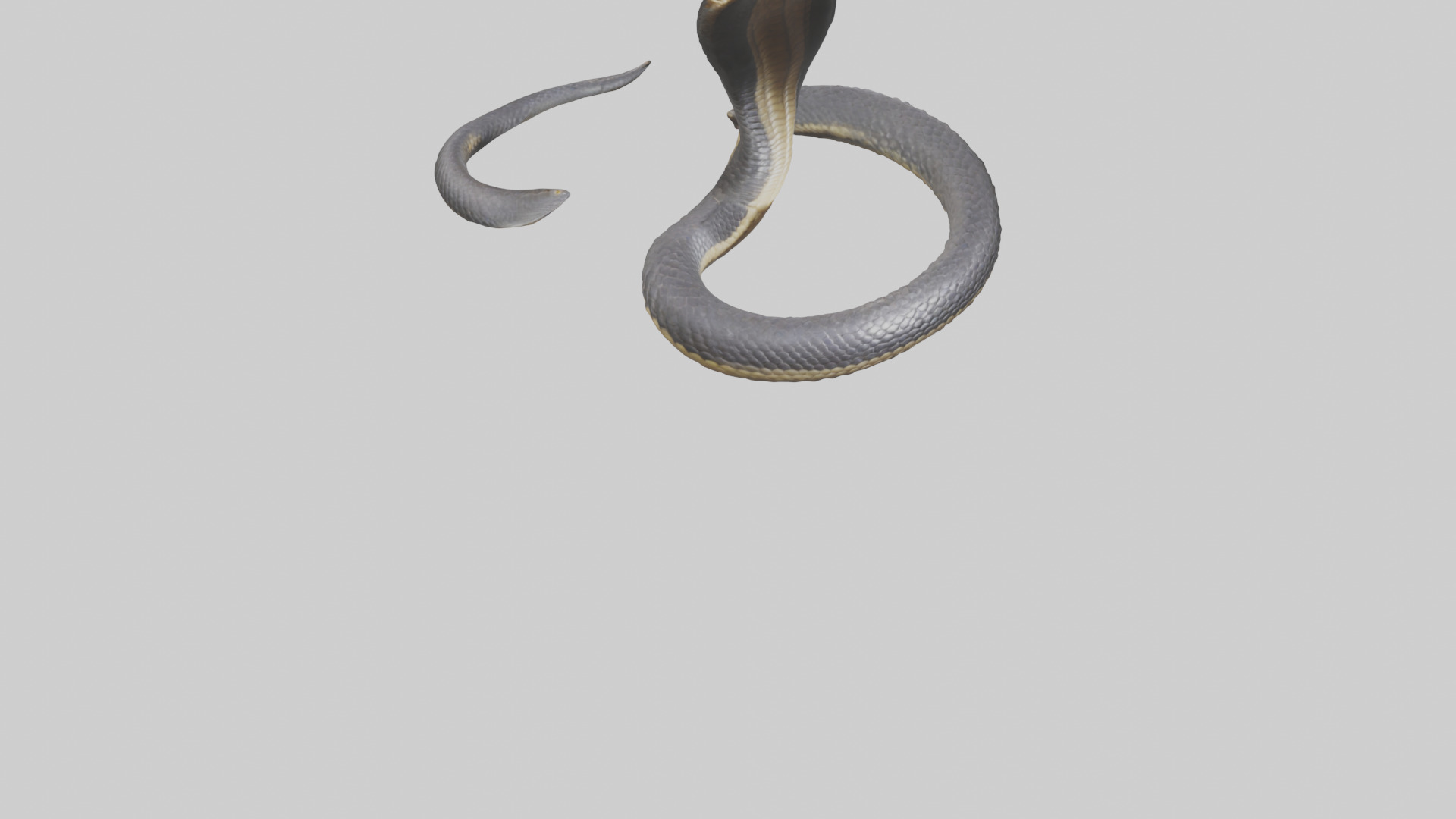 Indian Cobra rearing model Low-poly 3D model_6