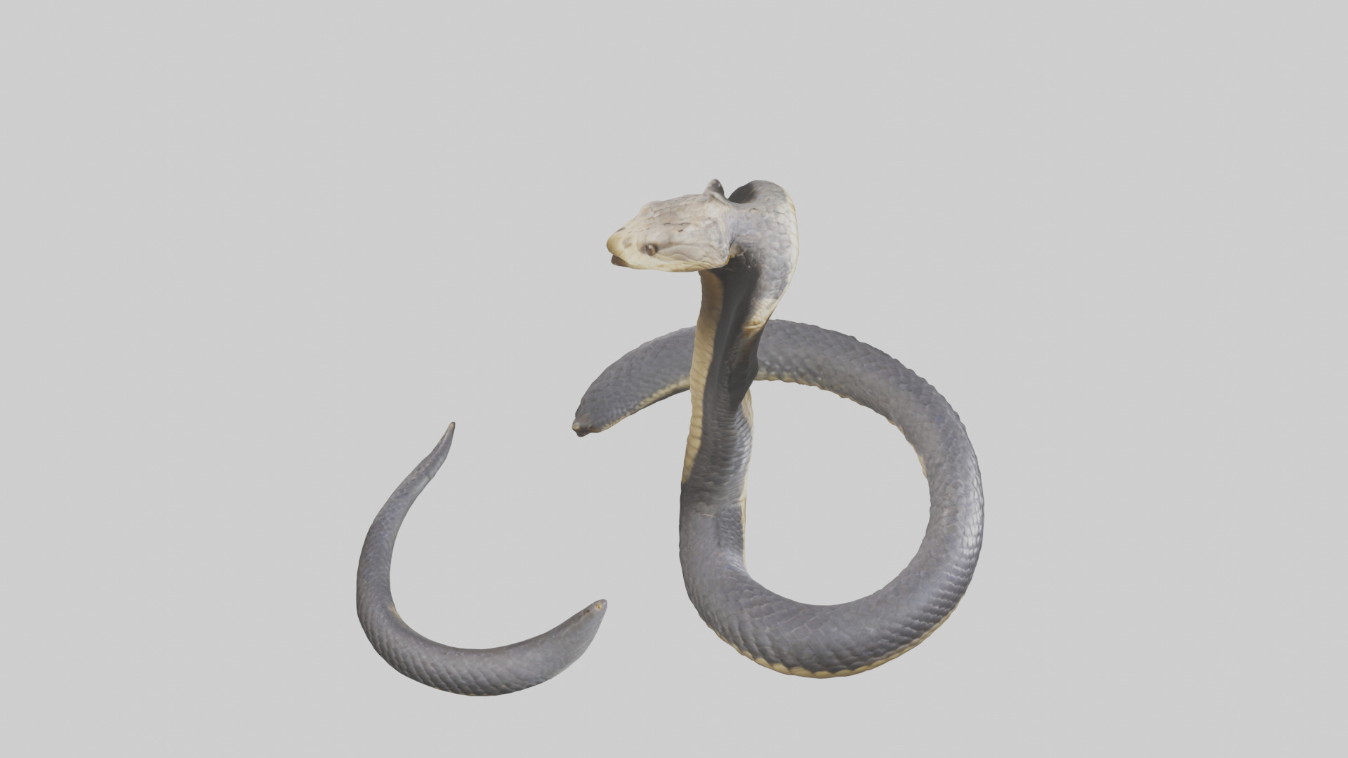 Indian Cobra rearing model Low-poly 3D model_18