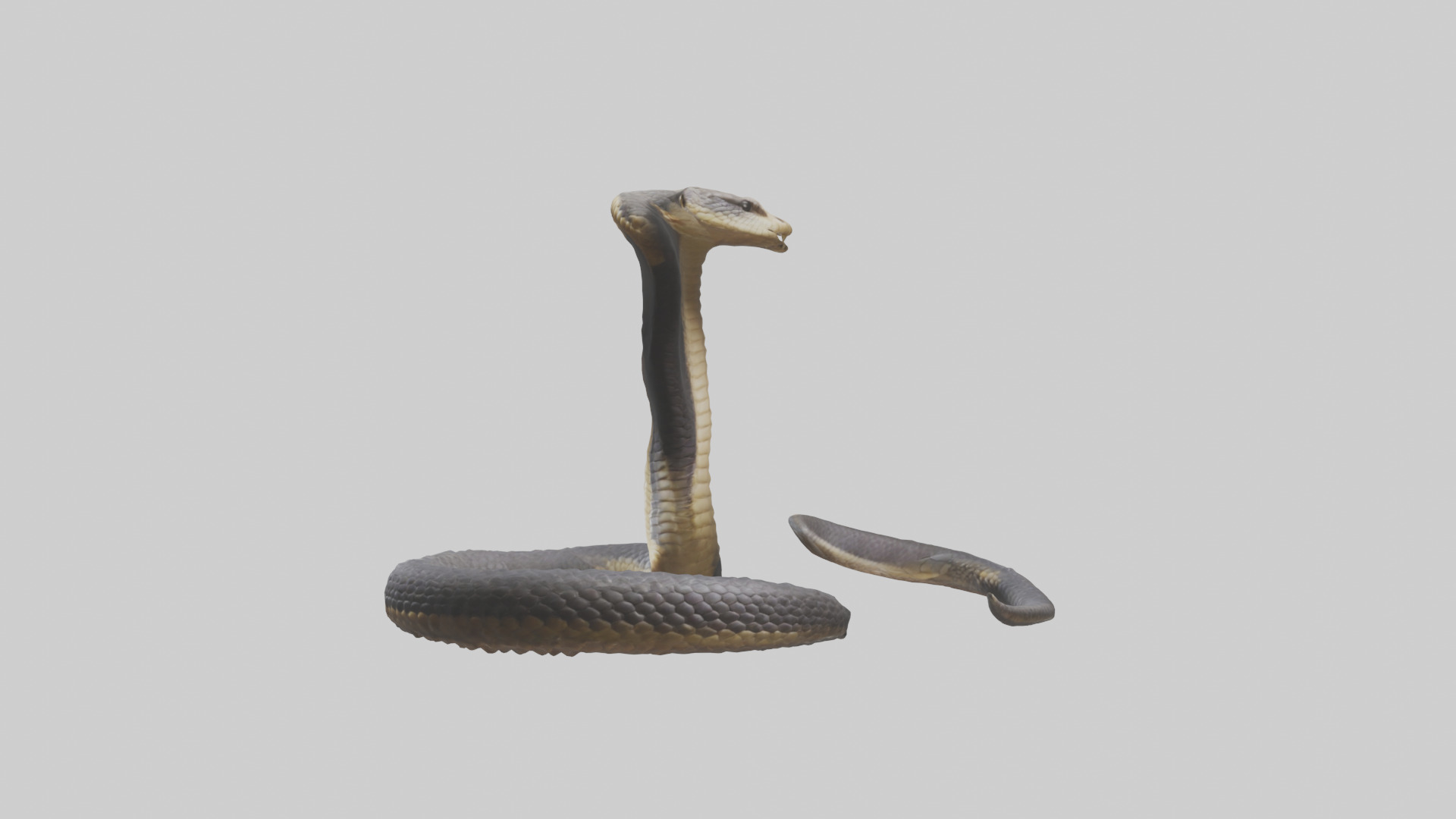Indian Cobra rearing model Low-poly 3D model_12