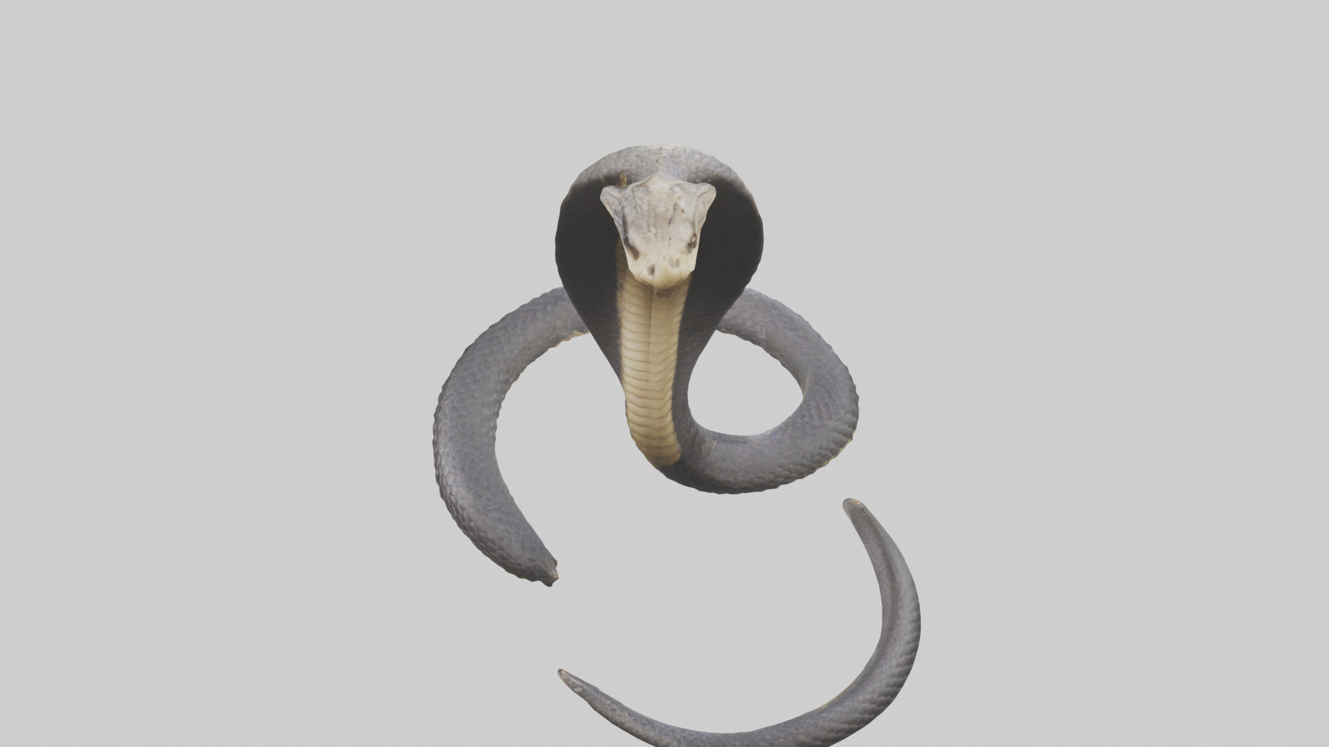 Indian Cobra rearing model Low-poly 3D model_15