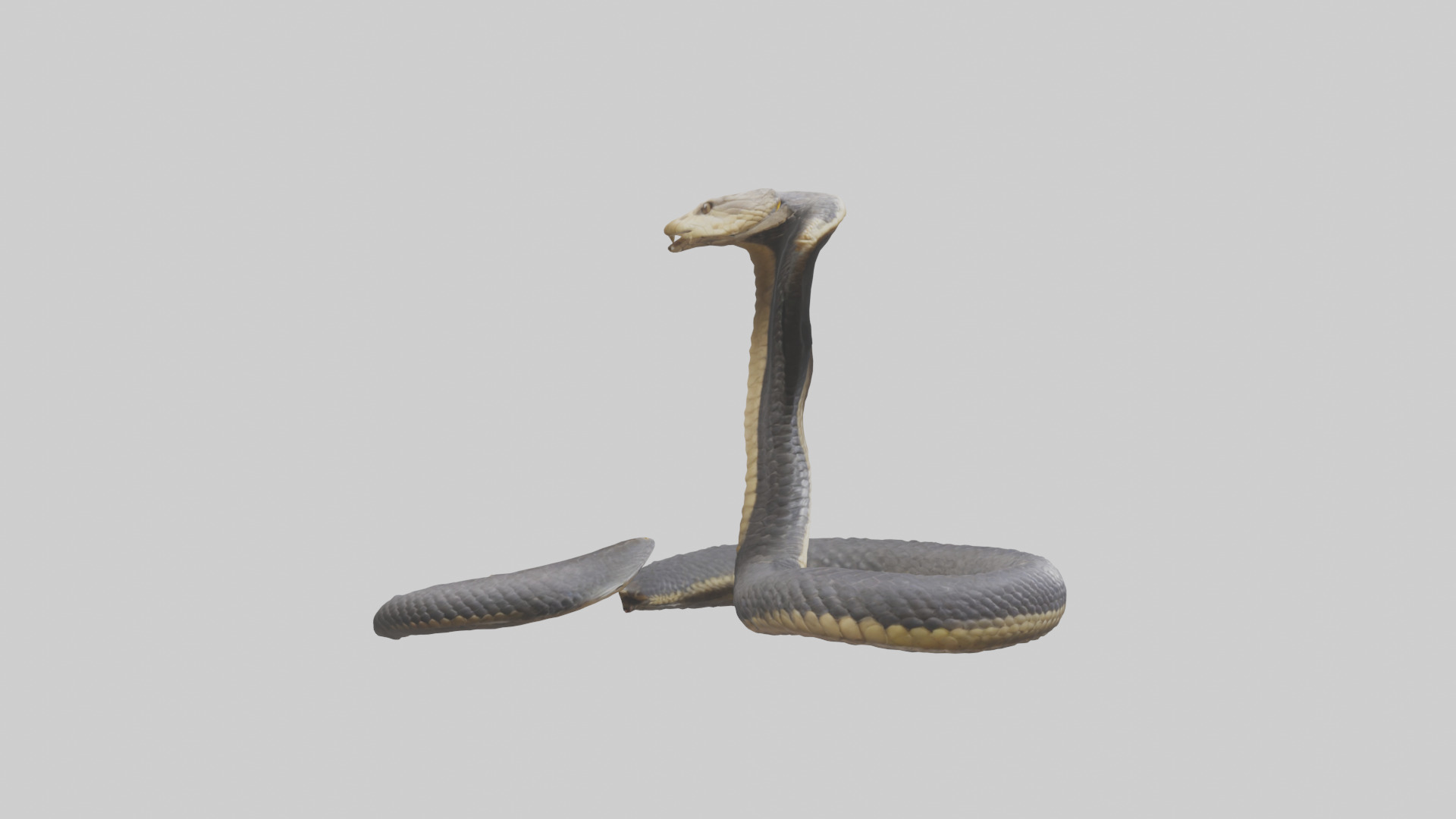 Indian Cobra rearing model Low-poly 3D model_13
