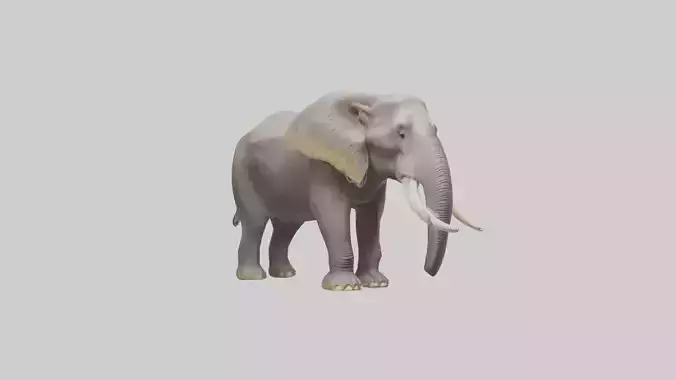 Indian Elephant foraging model