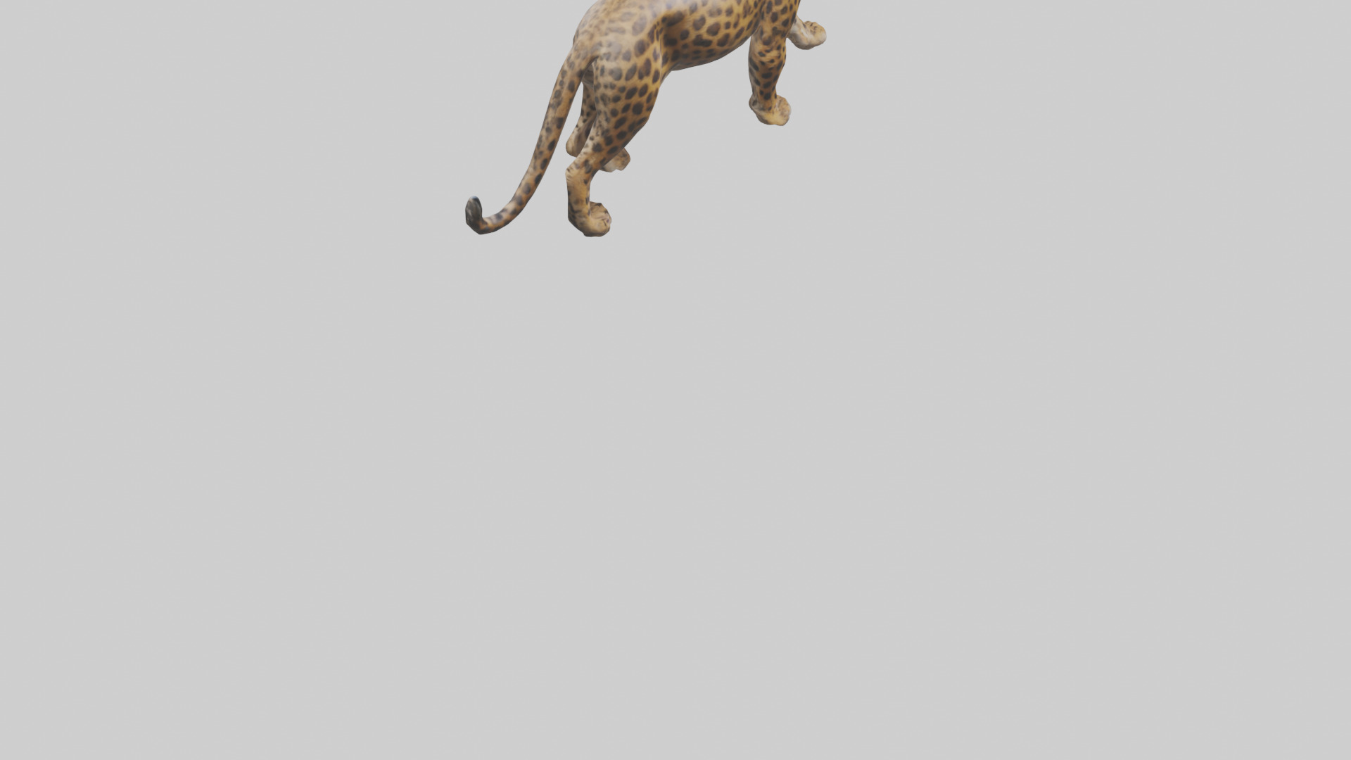 Indian Leopard stalking model Low-poly 3D model_5