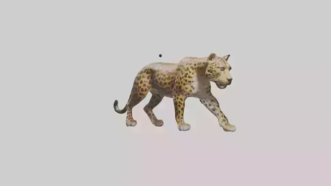 Indian Leopard stalking model