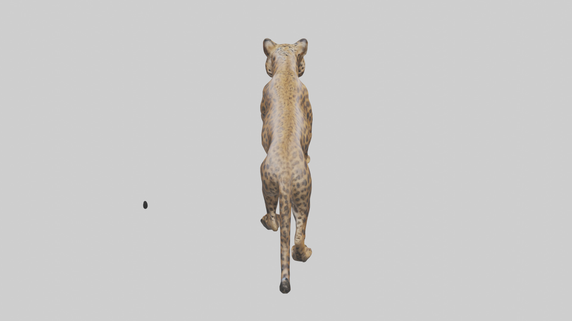 Indian Leopard stalking model Low-poly 3D model_15