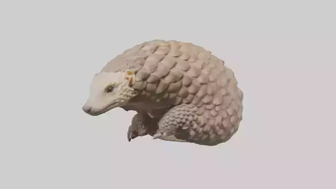 Indian Pangolin curled up model