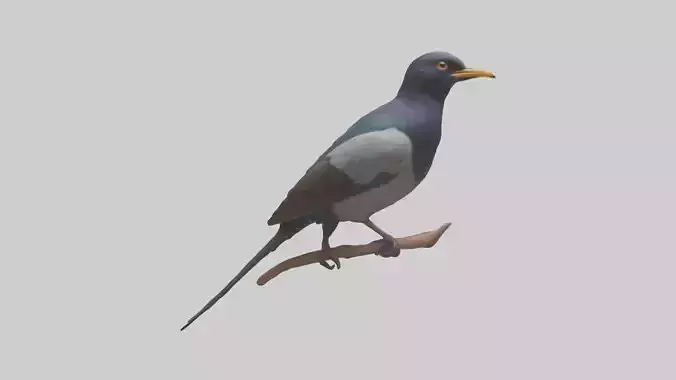 Indian Starling perched model