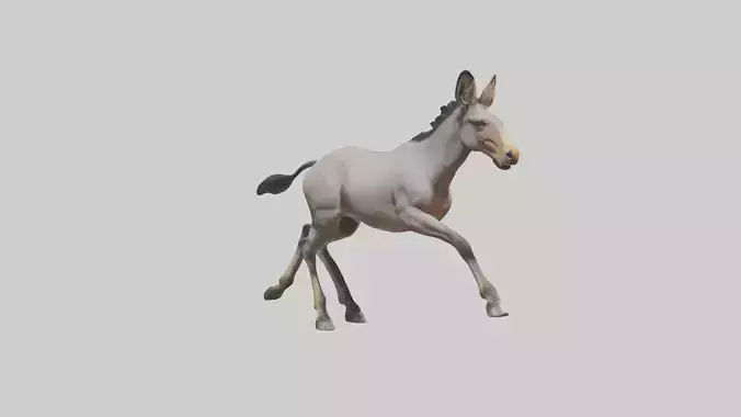 Indian Wild Ass running model Low-poly 3D model
