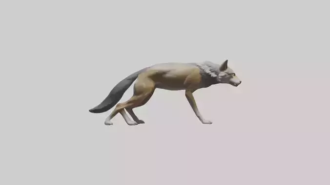 Indian Wolf stalking model