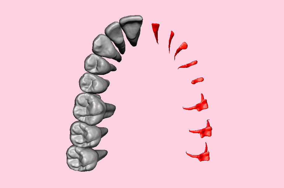 Natural teeth with pulp cavity upper maxillary 3D print model_6