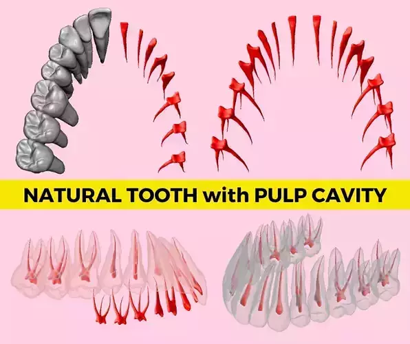 Natural teeth with pulp cavity upper maxillary 3D print model