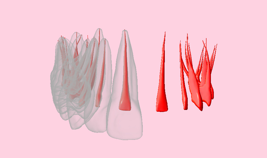 Natural teeth with pulp cavity upper maxillary 3D print model_3