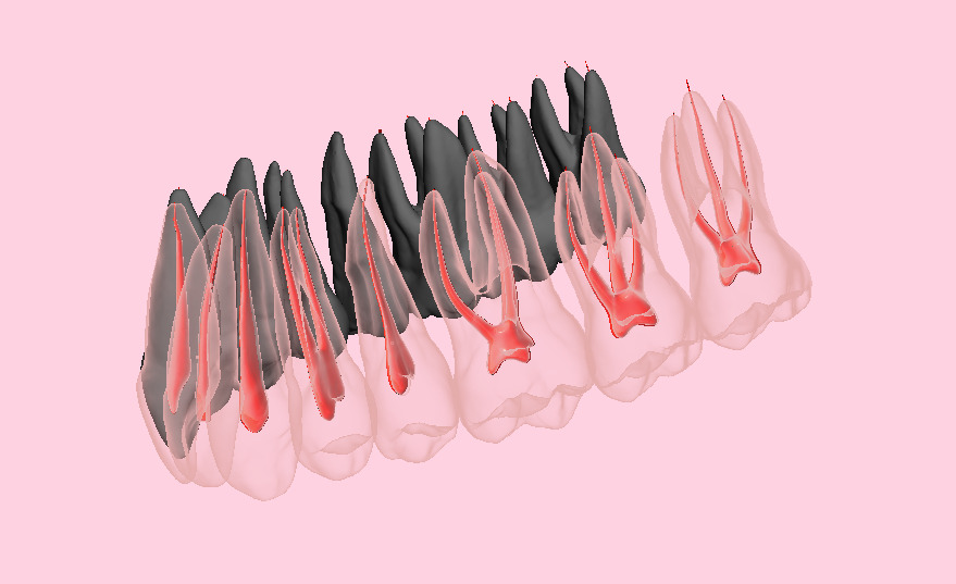 Natural teeth with pulp cavity upper maxillary 3D print model_4