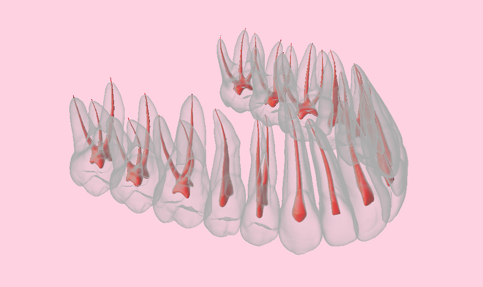 Natural teeth with pulp cavity upper maxillary 3D print model_8