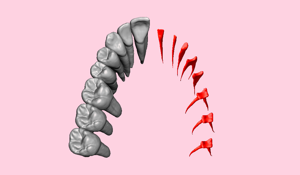 Natural teeth with pulp cavity upper maxillary 3D print model_5