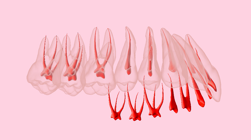 Natural teeth with pulp cavity upper maxillary 3D print model_2