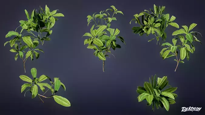 FOLIAGE - Irish Plants 03 - LOW POLY