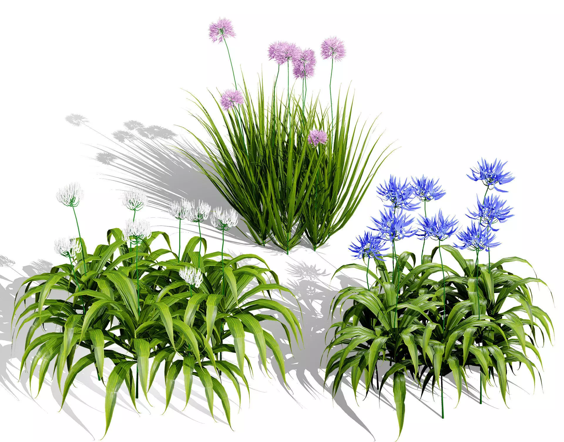 Flander Agapanthus Flowering Plants Low-poly 3D model