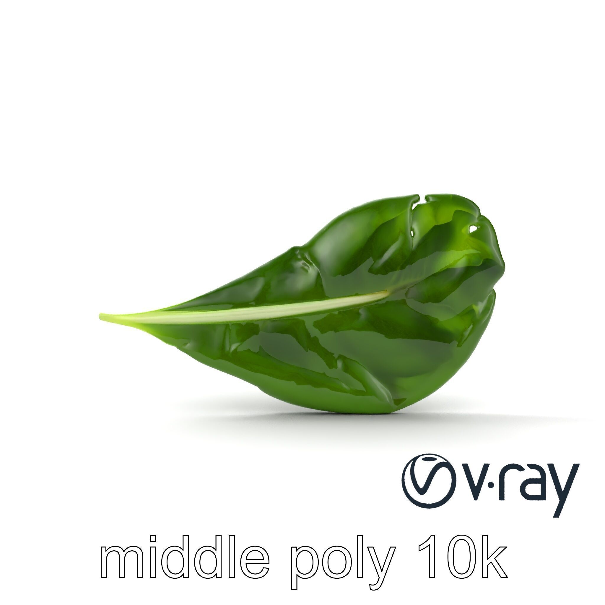 Spinach Leaf Natural Texture Model Pack Low-poly 3D model_10