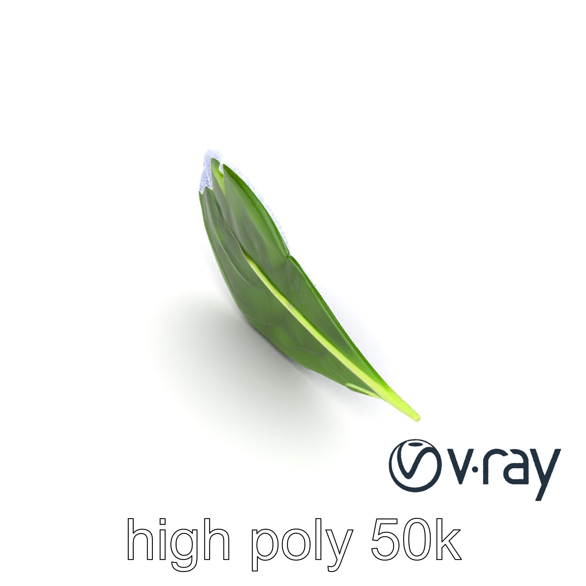 Spinach Leaf Natural Texture Model Pack Low-poly 3D model_25