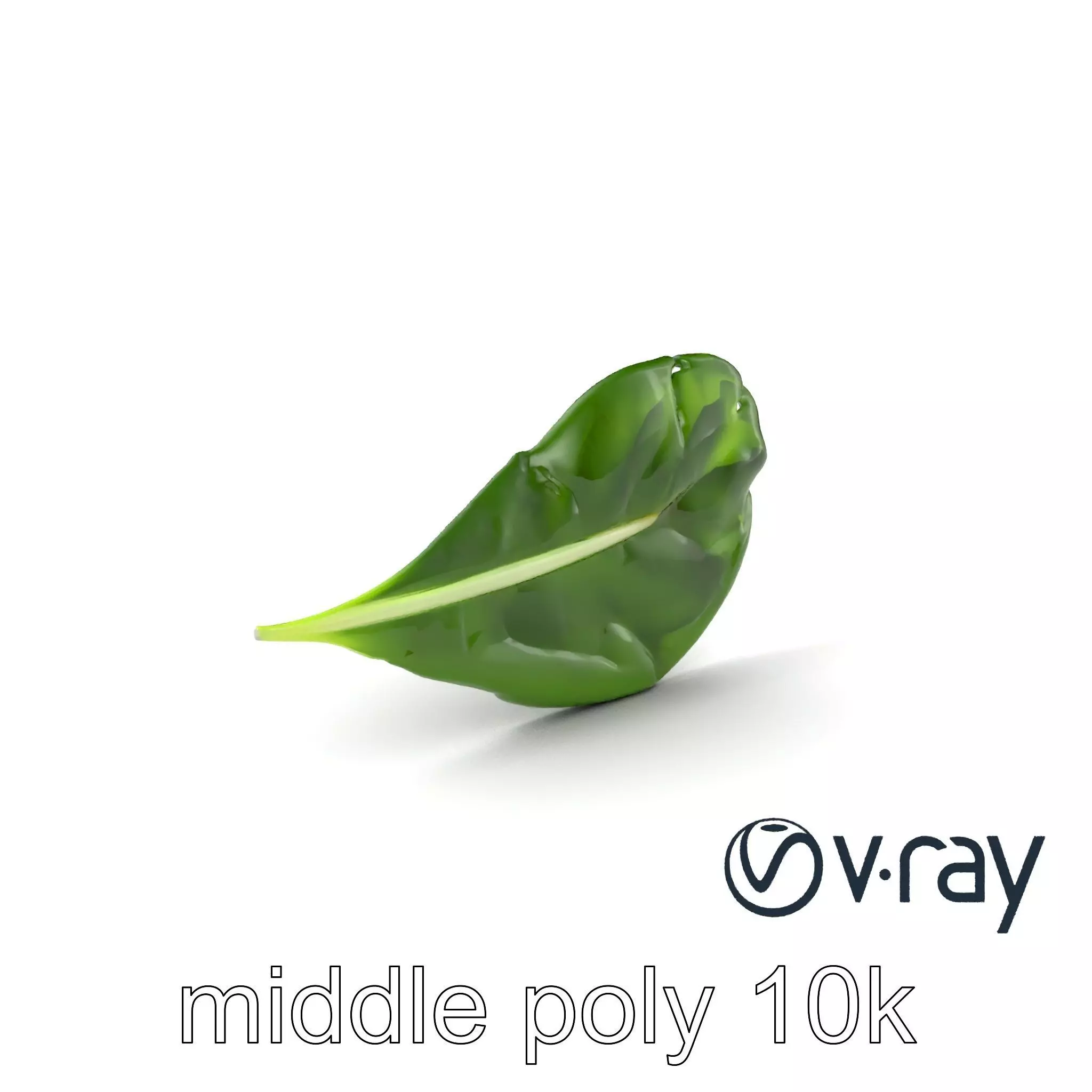 Spinach Leaf Natural Texture Model Pack Low-poly 3D model_0