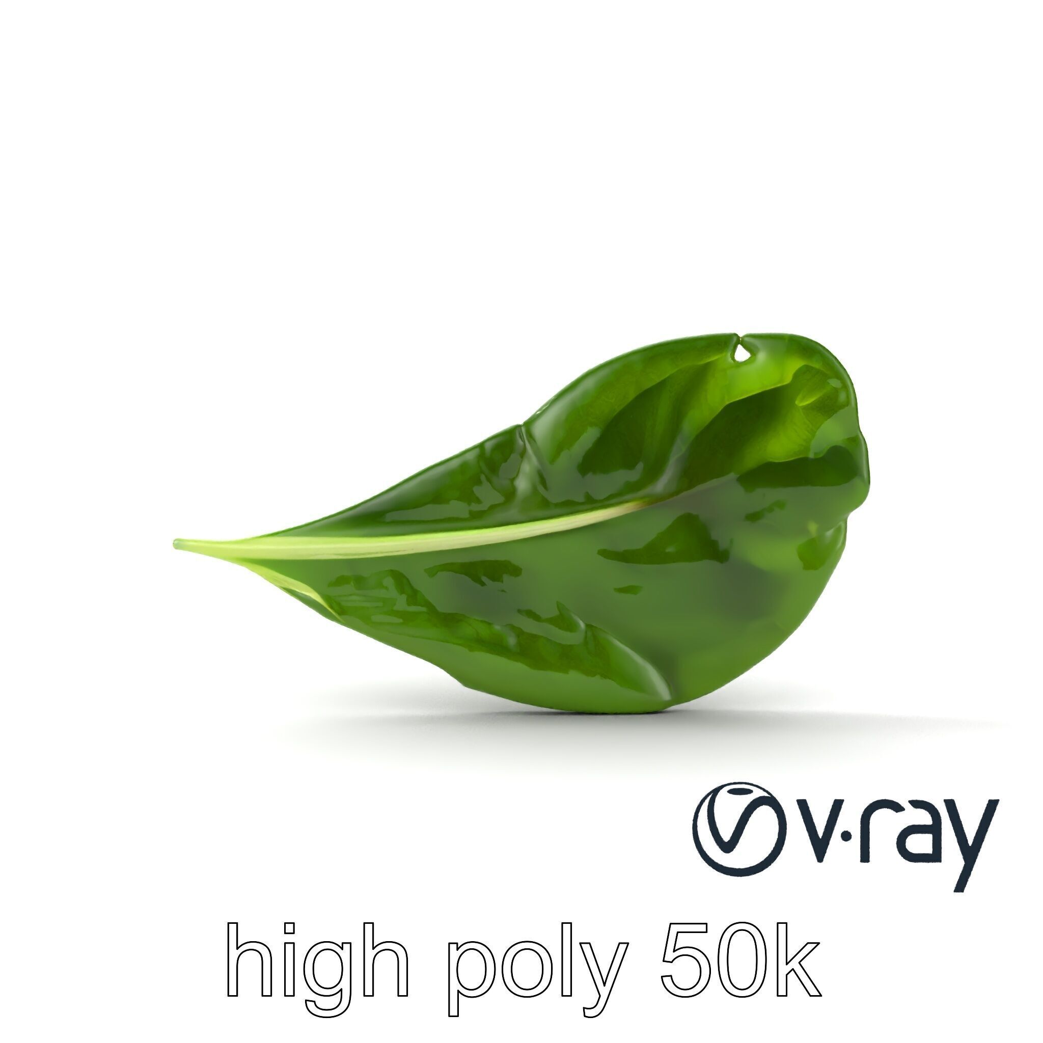 Spinach Leaf Natural Texture Model Pack Low-poly 3D model_30