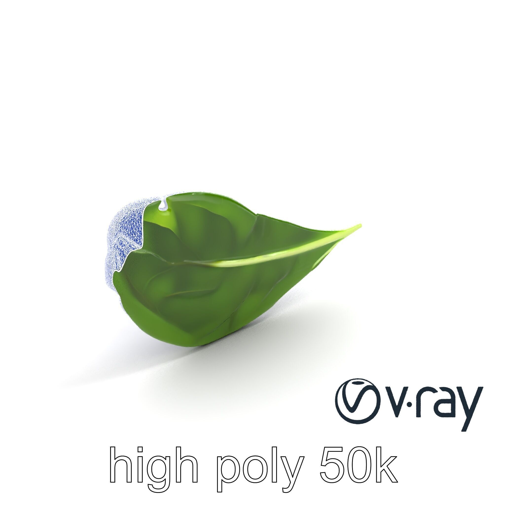 Spinach Leaf Natural Texture Model Pack Low-poly 3D model_21