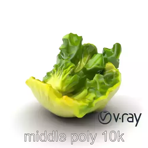 Fresh Green Lettuce Leaf Detail model pack