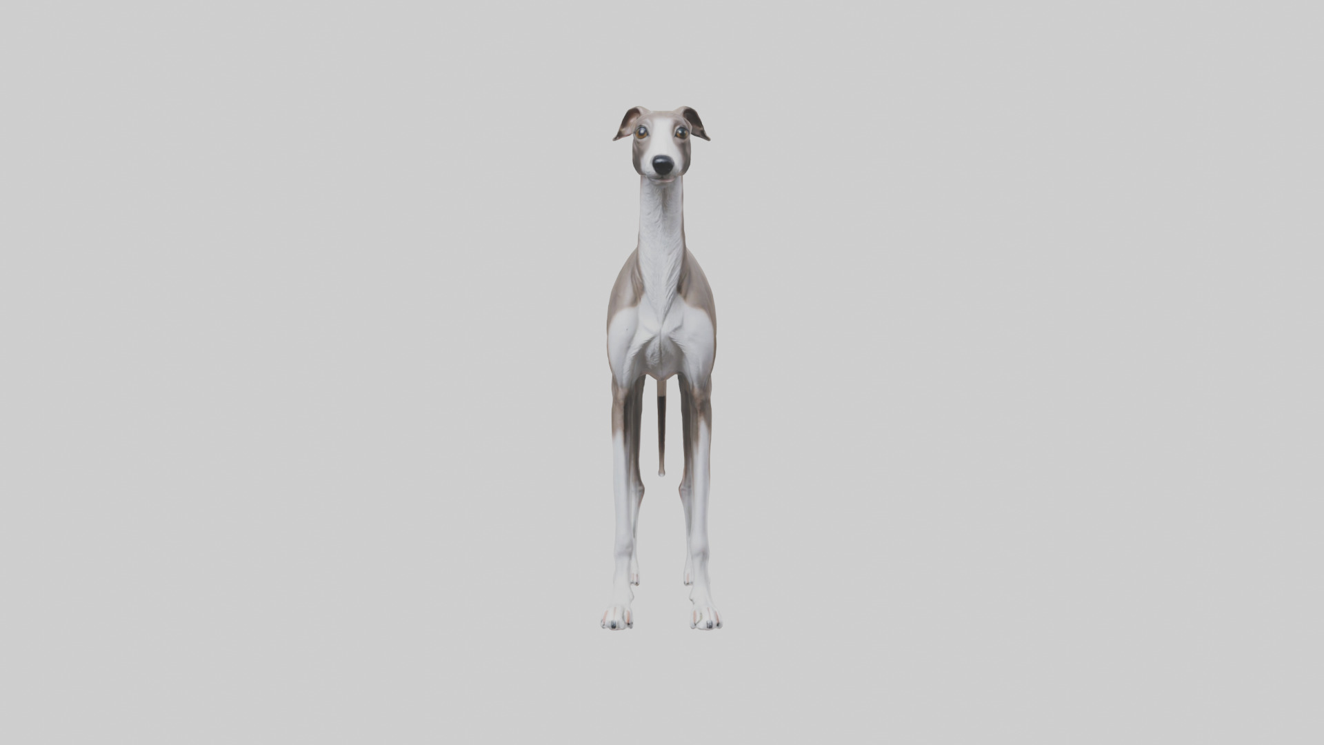 Italian Greyhound statue model Low-poly 3D model_10
