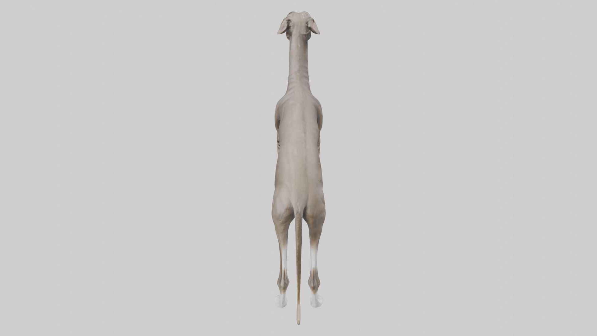 Italian Greyhound statue model Low-poly 3D model_15