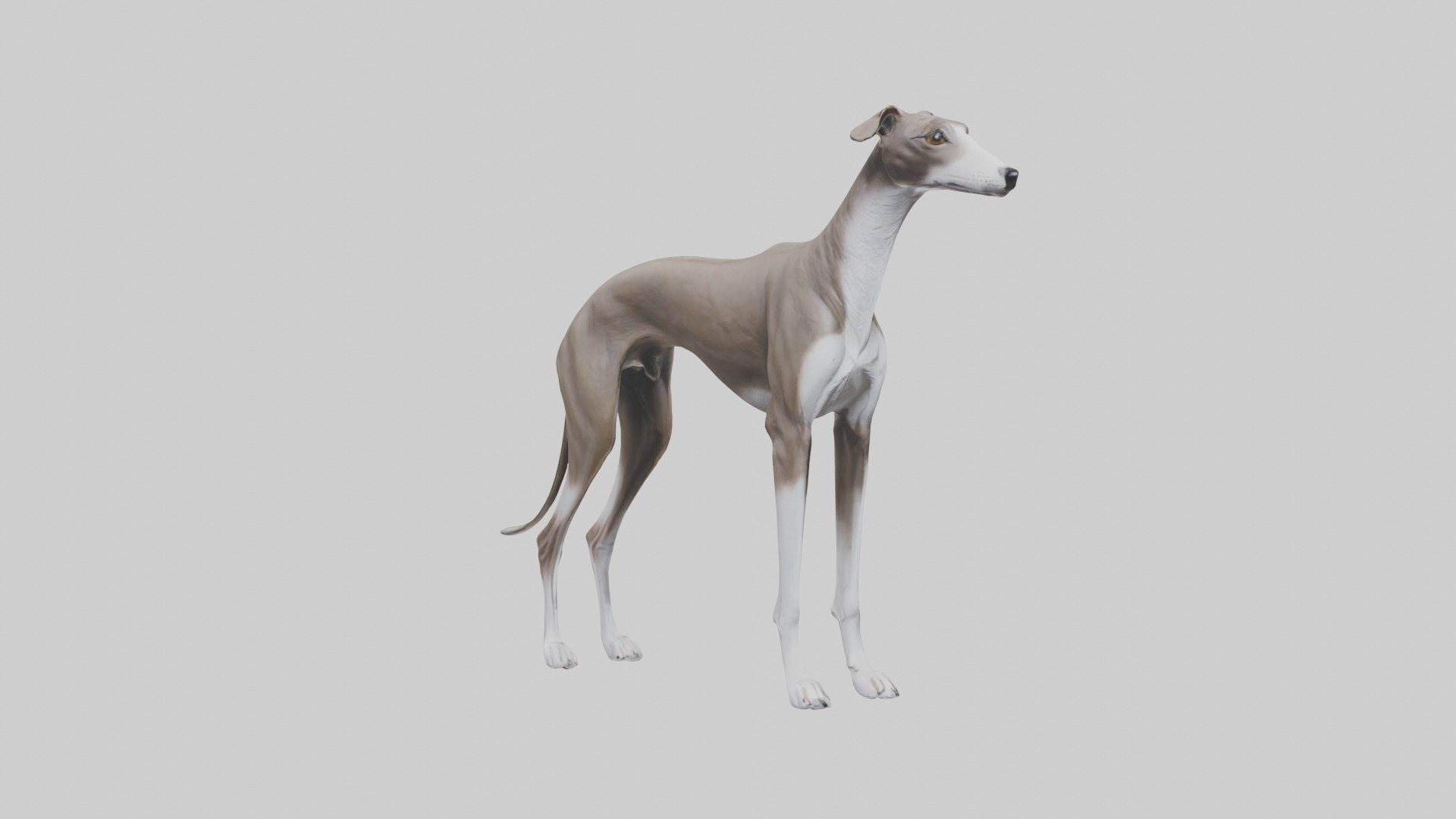 Italian Greyhound statue model Low-poly 3D model_12