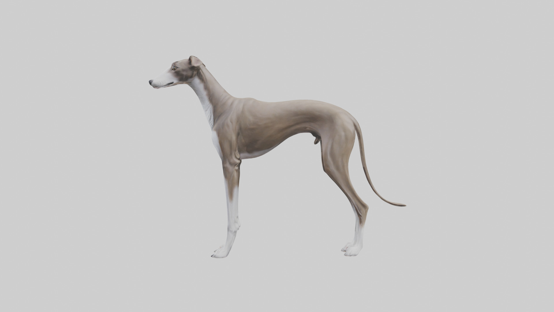 Italian Greyhound statue model Low-poly 3D model_13