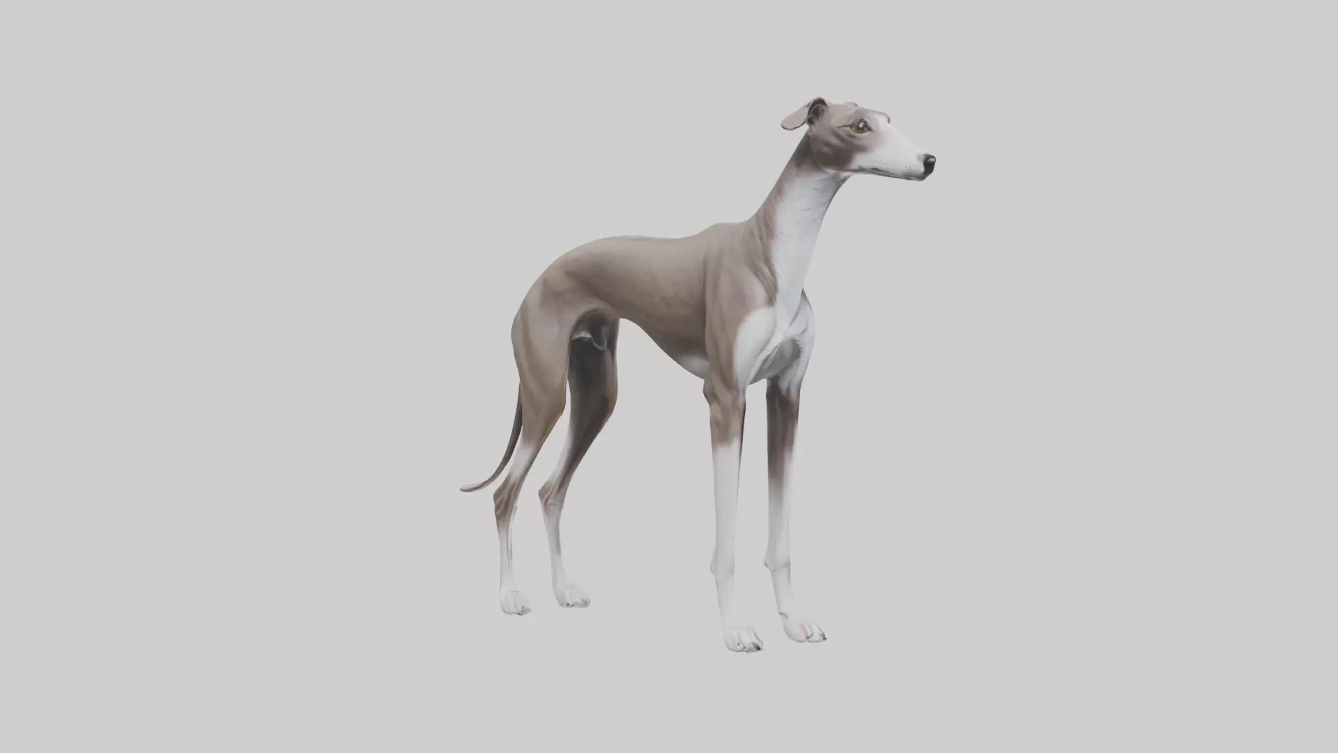 Italian Greyhound statue model Low-poly 3D model_0