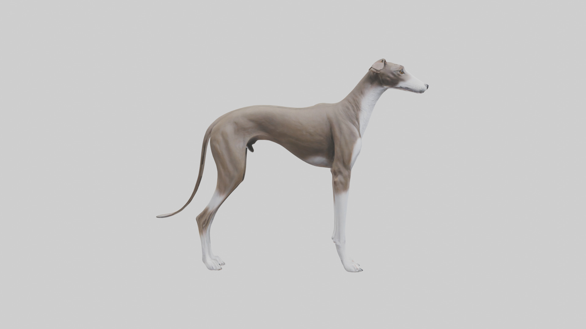 Italian Greyhound statue model Low-poly 3D model_1