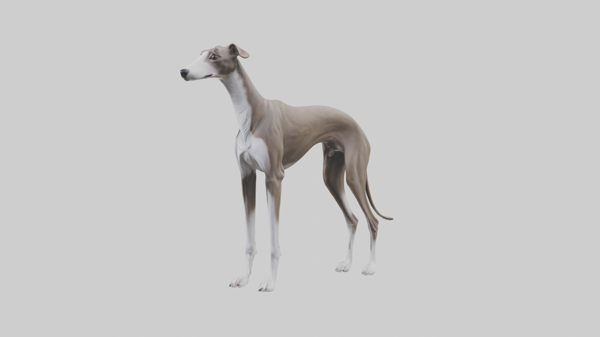 Italian Greyhound statue model Low-poly 3D model_11