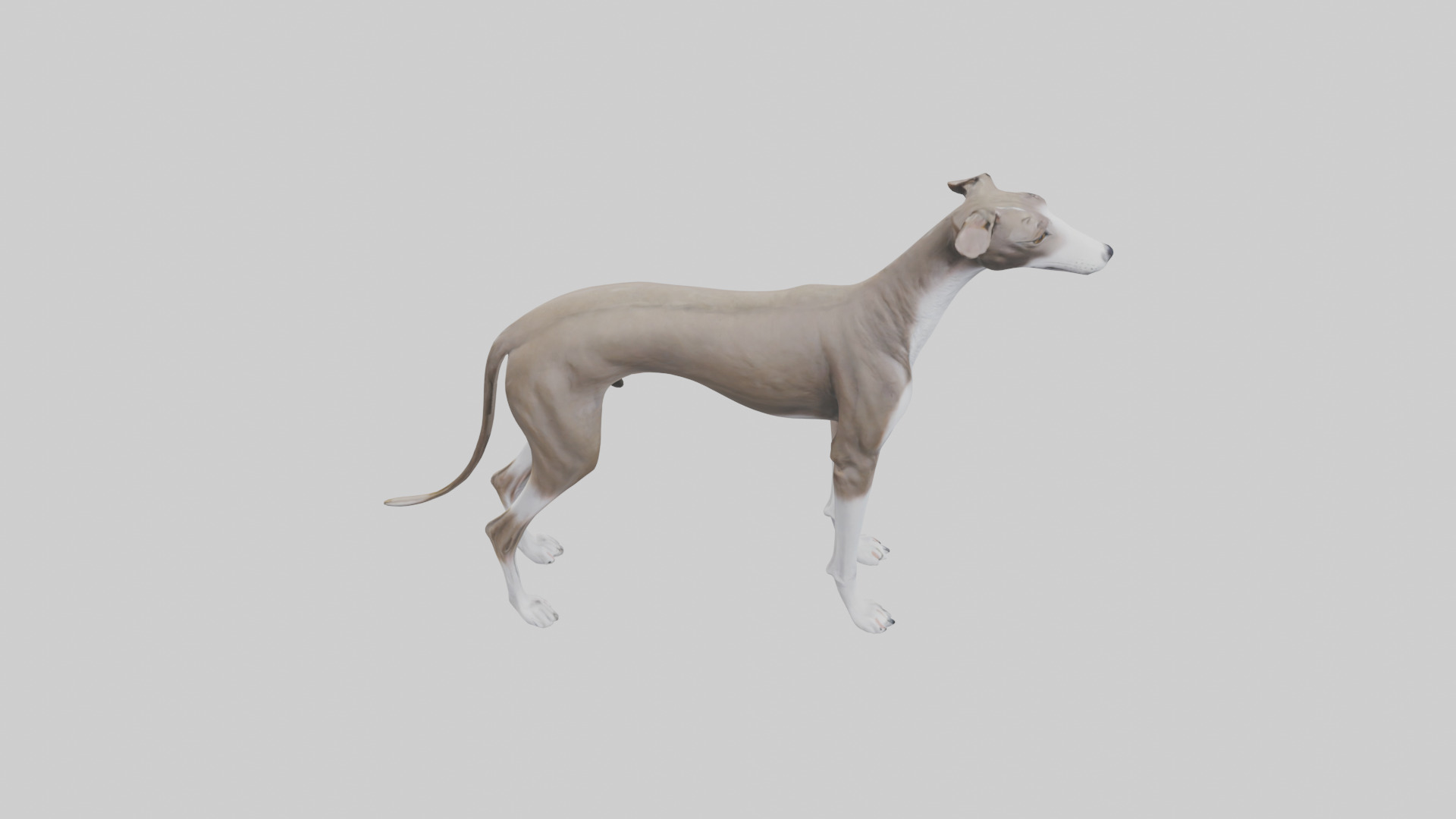 Italian Greyhound statue model Low-poly 3D model_18