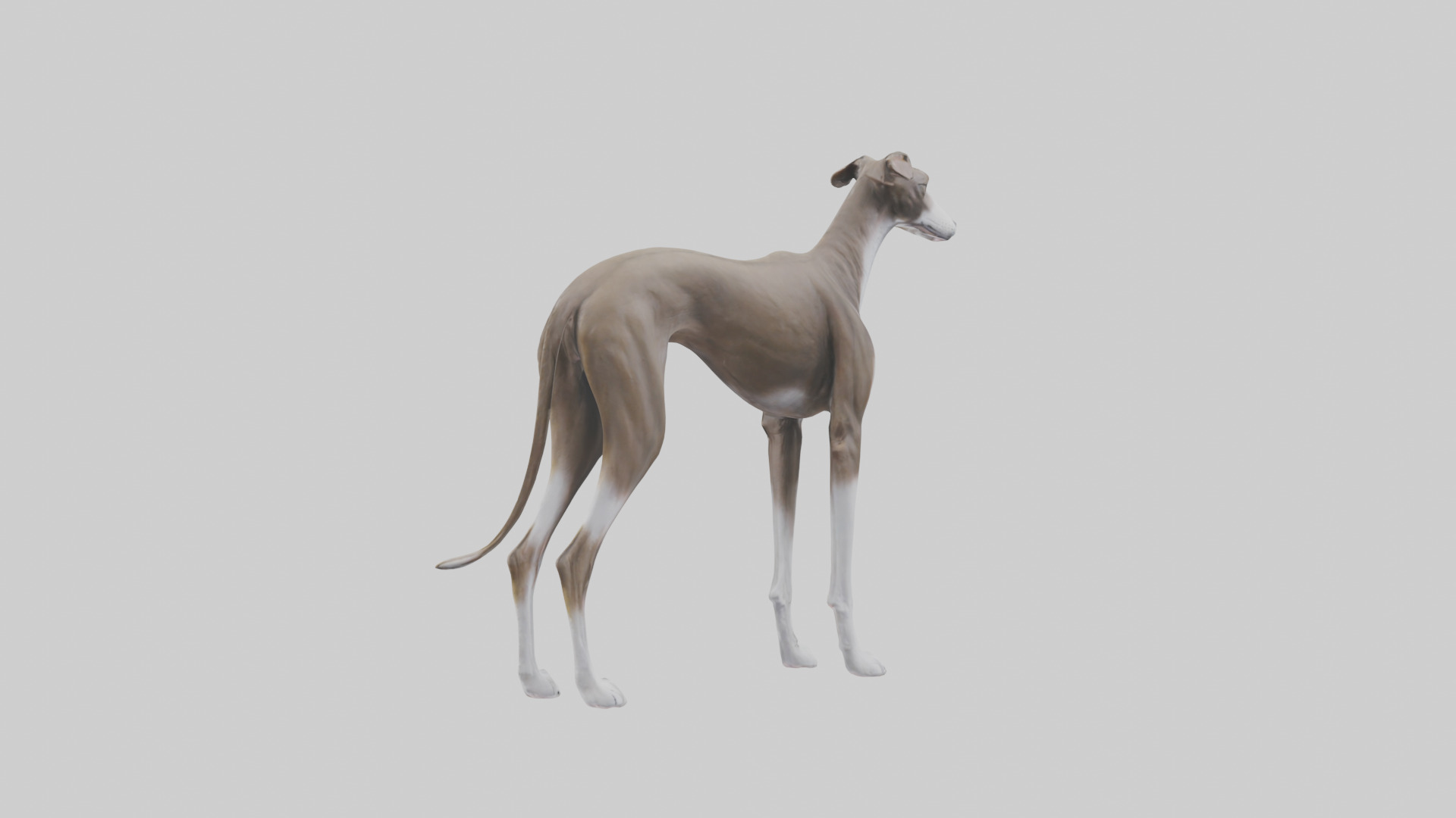 Italian Greyhound statue model Low-poly 3D model_4