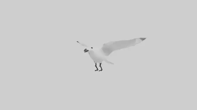 Ivory Gull flying model