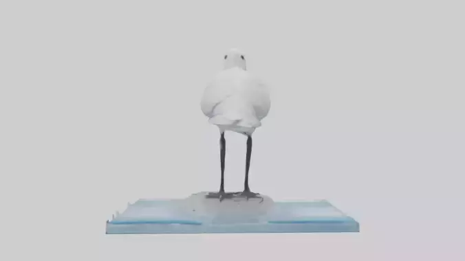 Ivory Gull perched on ice model